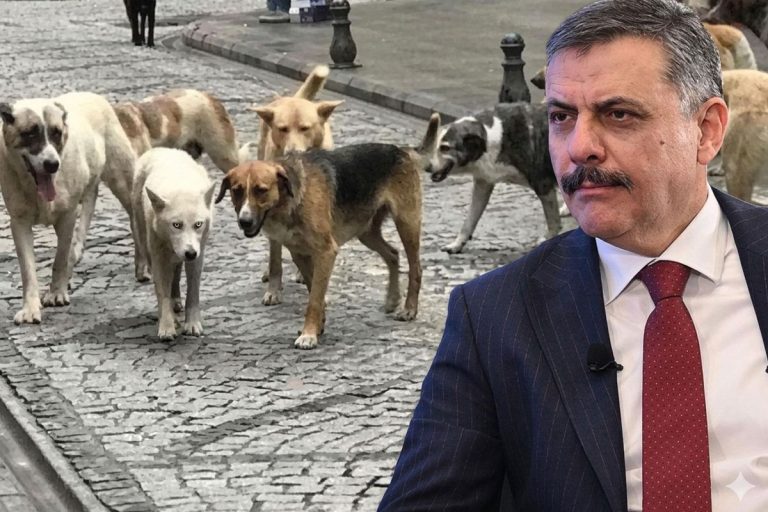 Bakan Çiftçi sokak hayvanları sorununun çözümü için Eylül-Ekim tarihini verdi