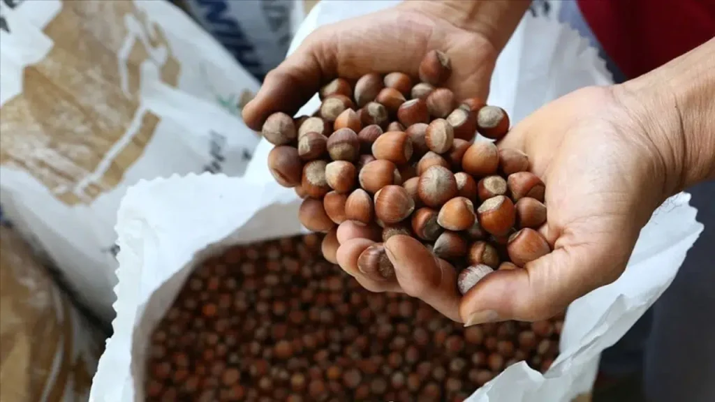 Türkiye’nin fındık ihracatı 1,2 milyar dolara ulaştı: miktar düştü, gelir arttı